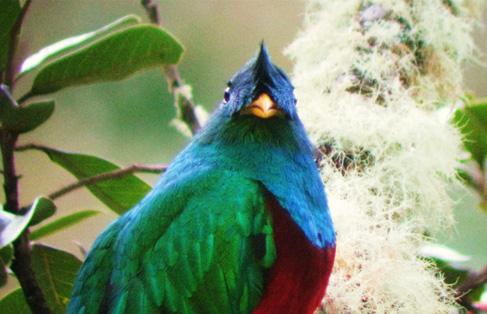 Voyage sur-mesure, Observation des oiseaux, à la recherche du quetzal